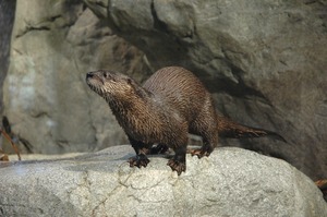 wild-center-otter